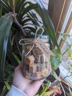 a person holding a jar filled with brown sugar cubes next to a potted plant