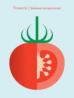 an image of a tomato that has been sliced in half with the word tomato on it