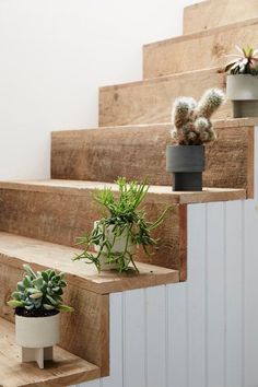 some potted plants are sitting on the stairs