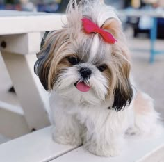 a small dog with a red bow on its head sitting on a white wooden bench