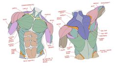 an image of the back and side view of a man's torso with muscles labeled