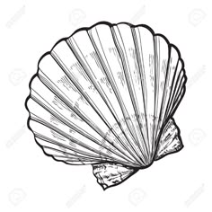 an ink drawing of a scallop shell on a white background, hand drawn