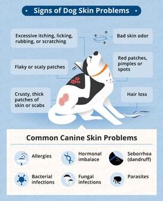 the signs of dog skin problems are shown in this info sheet, with information about how to use them