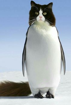 a black and white cat is standing in the snow with a penguin on its back