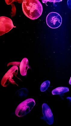 many jellyfish are swimming in the dark water