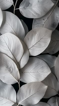 some white leaves are arranged together on a black background