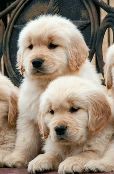 three puppies sitting next to each other on a bench