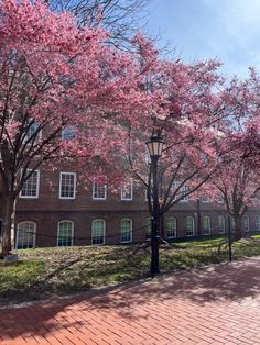 trees with pink flowers in front of a brick building on a sunny day at the university