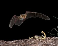 a bat flying over a scorpion on top of a dirt ground in front of a black background