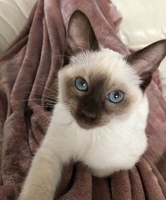 a siamese cat with blue eyes is laying on a blanket and looking at the camera