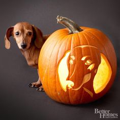 a dog sitting next to a carved pumpkin with a face on it's side