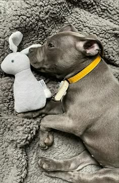 a dog laying on top of a blanket next to a stuffed animal