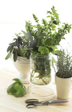 two potted plants sitting on top of a table next to scissors and a pair of scissors