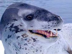 a close up of a seal with it's mouth open