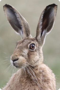 a close up of a rabbit's face with grass in the back ground behind it