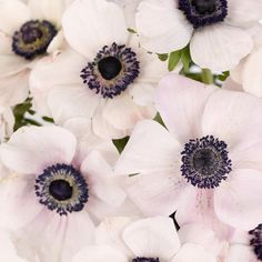 an arrangement of white and purple flowers