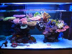 an aquarium filled with lots of different types of corals