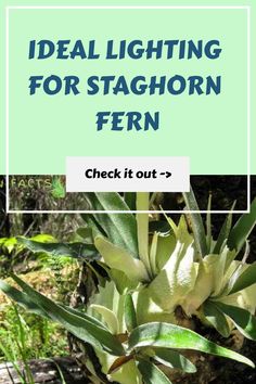 Promotional graphic highlighting ideal lighting conditions for staghorn fern with a photo and link to learn more. Staghorn Fern Mount Ideas, Indoor Ferns, Fern Garden, Ferns Care