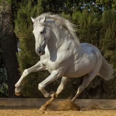 a white horse is galloping in the dirt