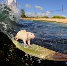 a white rat riding on top of a surfboard in the ocean next to a man