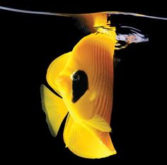 a yellow fish swimming in the water with it's head above the water surface