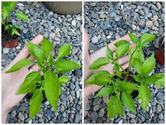 two pictures of a plant in the middle of rocks and gravel, with one being held by someone's hand