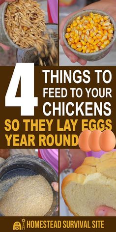 four pictures with the words 4 things to feed your chickens so they lay eggs year round