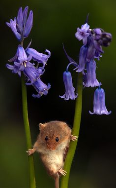 a small mouse sitting on top of purple flowers