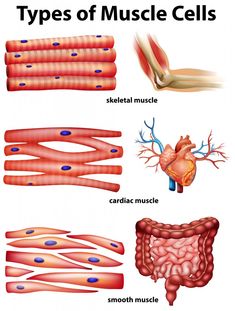 different types of muscles and their functions