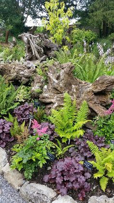 a garden filled with lots of different types of flowers and plants on top of rocks