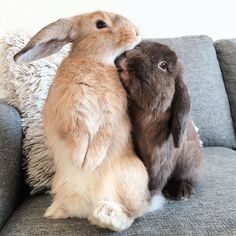 two rabbits sitting on the back of a couch next to each other and touching noses