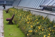 two benches sitting next to each other in front of a green wall with yellow flowers