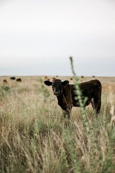 there is a cow that is standing in the grass and looking at the camera man