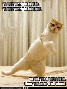 a cat that is standing on its hind legs with the caption it's zumba time