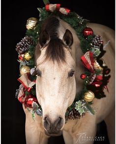 a white horse wearing a christmas wreath around it's face and nose, in front of a black background