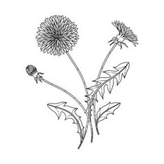 a black and white drawing of a flower