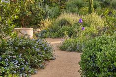 a garden with blue and purple flowers in the foreground, surrounded by greenery