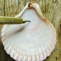 a close up of a sea shell with a snake on it's back end