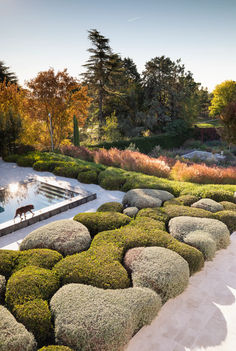 an aerial view of a pool surrounded by bushes and trees, with a dog walking in the distance