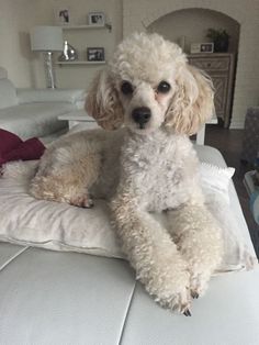 a white poodle sitting on top of a bed in a room with furniture and pillows