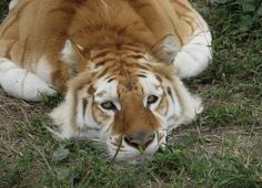 a tiger laying down in the grass with its head on it's back and eyes open