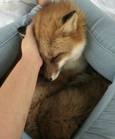 a woman is petting a sleeping fox on her lap while she sleeps in the bed