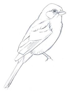 a drawing of a bird sitting on top of a branch