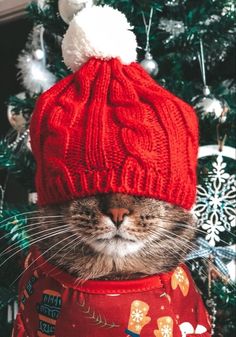 a cat wearing a red hat and sweater in front of a christmas tree