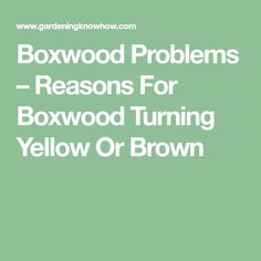 the words boxwood problems reason for bowwood turning yellow or brown on a green background