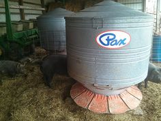 two pigs are standing in hay next to a large barrel with the word pax on it