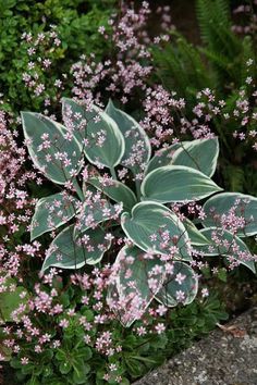 some pink flowers and green leaves in a garden