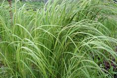 tall green grass growing in the middle of a garden