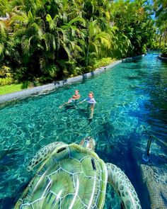 two people in the water with a turtle swimming next to them and some palm trees