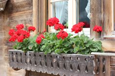 some red flowers are in a window box